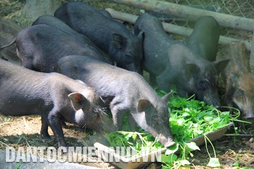 南江县农业机关已鼓励同胞养殖本地猪品种。记者杜长 摄