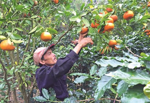 单阳县热然市镇（Đ'Ran）少数民族同胞正收获橘子—当地著名的土特产之一。 单阳县农民参观并学习借鉴高科技花卉栽培经验。 近几年来，奶牛养殖给单阳县农民带来高额利润。 单阳县人民为推动家乡更快更好发展而积极捐赠土地、金钱和贡献力量。 该县许多农户已大胆出资，应用高新技术，促进生产中的高新技术应用力度。 教育工作规范化水平不断提高，有助于使单阳县完成新农村建设中的教育目标。 单阳县将新农村建设与保护当地民族文化特色相结合。