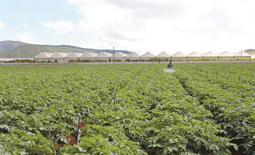 单阳县是林同省最大的蔬菜种植基地。