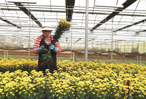 单阳县热然市镇（Đ'Ran）少数民族同胞正收获橘子—当地著名的土特产之一。 单阳县农民参观并学习借鉴高科技花卉栽培经验。 近几年来，奶牛养殖给单阳县农民带来高额利润。 单阳县人民为推动家乡更快更好发展而积极捐赠土地、金钱和贡献力量。 该县许多农户已大胆出资，应用高新技术，促进生产中的高新技术应用力度。 教育工作规范化水平不断提高，有助于使单阳县完成新农村建设中的教育目标。 单阳县将新农村建设与保护当地民族文化特色相结合。