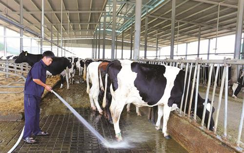 单阳县热然市镇（Đ'Ran）少数民族同胞正收获橘子—当地著名的土特产之一。 单阳县农民参观并学习借鉴高科技花卉栽培经验。 近几年来，奶牛养殖给单阳县农民带来高额利润。 单阳县人民为推动家乡更快更好发展而积极捐赠土地、金钱和贡献力量。 该县许多农户已大胆出资，应用高新技术，促进生产中的高新技术应用力度。 教育工作规范化水平不断提高，有助于使单阳县完成新农村建设中的教育目标。 单阳县将新农村建设与保护当地民族文化特色相结合。