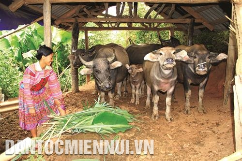 几乎所有村寨的蒙族同胞都会养殖搞经济价值的畜牧。