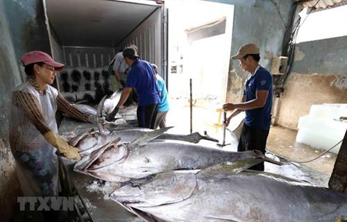 资料图:2019年越南金枪鱼出口额增长10.2%。图自越通社 资料图:2019年越南金枪鱼出口额增长10.2%。图自越通社