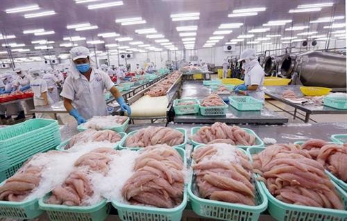 加工查鱼。图自越通社 加工查鱼。图自越通社