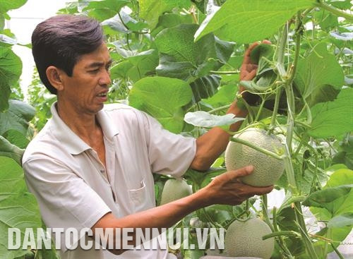 哈密瓜长到碗口大时开始选留2-3根子蔓，以保障哈密瓜的质量。