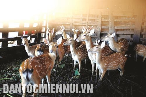 为实现得农省关于复种植咖啡的主张，得沙县的咖啡种植面积的产量和质量不断得到提升。 图：安成达 目前，除了养殖牛和羊以外，得沙县同胞们还开始养殖鹿、野猪等，带来了较高的经济效益 。图：安成达