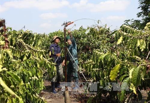 得乐省的咖啡灌溉系统。(图片来源:越通社) 得乐省的咖啡灌溉系统。(图片来源:越通社)