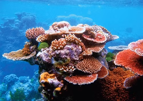 越南拥有珊瑚生态系统的优势。（图片来源：因特网）