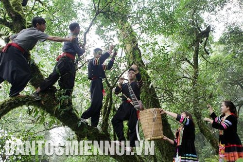 莱州省三堂县左棱乡少数民族同胞爬上在左连山峰上的古老茶树采茶。记者 明英 摄