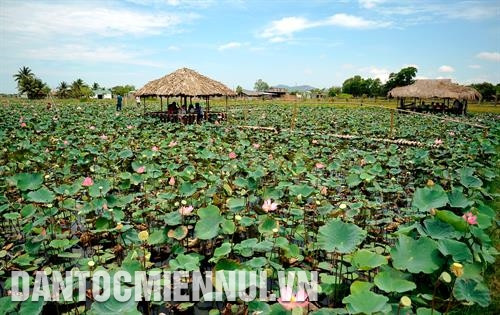 宁福县福民镇宁顺莲花生态文化旅游区是由占族家庭管理和开发的新旅游景点。记者 福青 摄