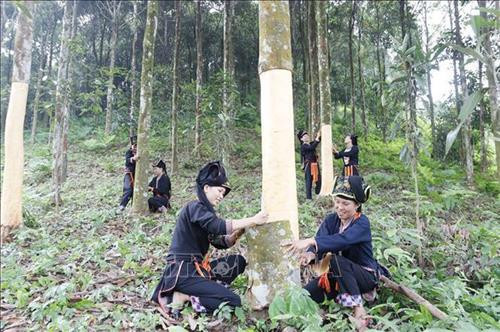 附图 。图自越通社 附图 。图自越通社