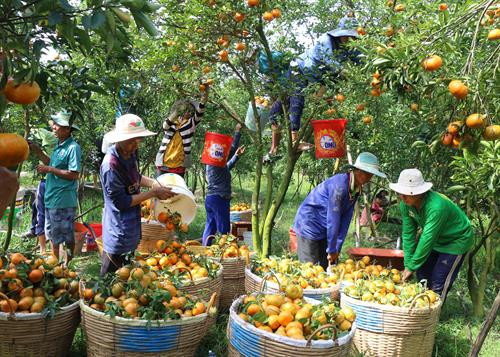 附图。（图片来源：越通社）