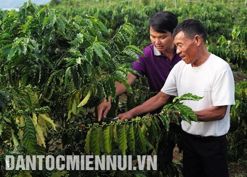 玉回县农业机关干部已引导陈文粉老战士栽培中果咖啡树。记者 黄河 摄