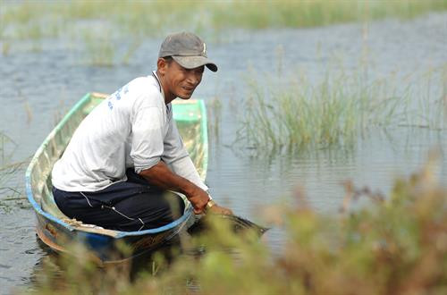 在稻田养虾用地上的名威。越通社记者 福青 摄