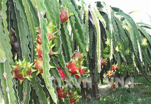 火龙果种植场。(图片来源:越通社) 火龙果种植场。(图片来源:越通社)