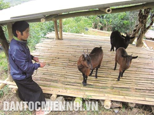 展开落实135和30a 计划，芒勒县已引导同胞展开家畜养殖模式，确保经济稳定。图为：朴儿乡鱼塔（Cá Tớp）村村民江青梅落实养养模式，逐步提高家庭收入。