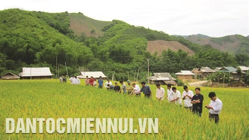 芒勒县在三钟、芒争等乡开展水稻种植集约化模式，给同胞带来高经济效益。