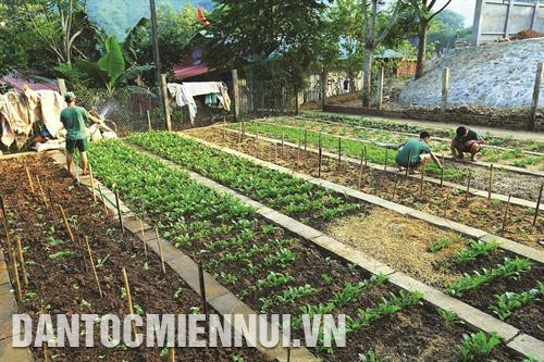 巴香边防哨所干部战士种植蔬菜。越通社记者 潘俊英 摄