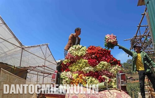 洛阳镇200个少数民族家庭户已把蔬菜和草莓种植面积转为种植花卉,获得较高收入,年均收入达数十亿越盾。记者 阮勇 摄 洛阳镇200个少数民族家庭户已把蔬菜和草莓种植面积转为种植花卉,获得较高收入,年均收入达数十亿越盾。记者 阮勇 摄
