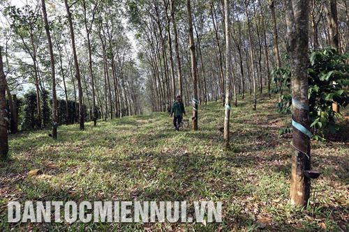 林同省各少数民族同胞子女在寄宿制学校学习时已接收新技术农业知识培训。记者 陈越 摄 丹龙县大克囊乡阮辉方加工厂对日本出口的拉巴香蕉进行初加工。记者 阮勇 摄 达怀县达朴拉乡一个橡胶林木。记者 陈越 摄 林同省各少数民族同胞子女在寄宿制学校学习时已接收新技术农业知识培训。记者 陈越 摄 丹龙县大克囊乡阮辉方加工厂对日本出口的拉巴香蕉进行初加工。记者 阮勇 摄 达怀县达朴拉乡一个橡胶林木。记者 陈越 摄