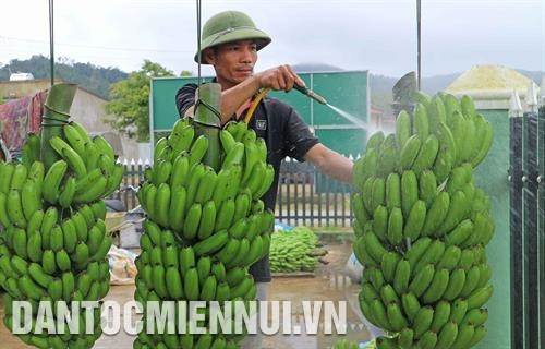 林同省各少数民族同胞子女在寄宿制学校学习时已接收新技术农业知识培训。记者 陈越 摄 丹龙县大克囊乡阮辉方加工厂对日本出口的拉巴香蕉进行初加工。记者 阮勇 摄 达怀县达朴拉乡一个橡胶林木。记者 陈越 摄 林同省各少数民族同胞子女在寄宿制学校学习时已接收新技术农业知识培训。记者 陈越 摄 丹龙县大克囊乡阮辉方加工厂对日本出口的拉巴香蕉进行初加工。记者 阮勇 摄 达怀县达朴拉乡一个橡胶林木。记者 陈越 摄