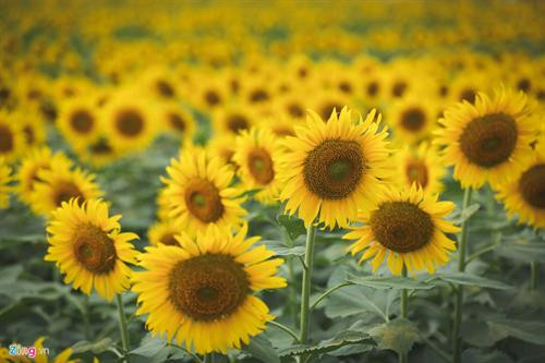 胡志明市向日葵花田。(图片来源:互联网) 胡志明市向日葵花田。(图片来源:互联网)