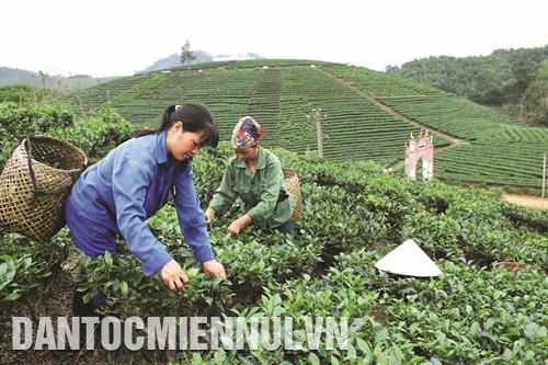 山富乡按照越南良好农业规范认证（VietGAP）进行安全茶叶生产。记者 安成 摄