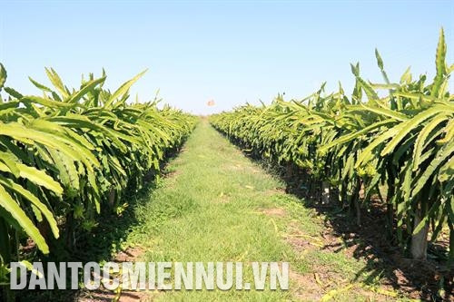 北平县平明高科技农业合作社哈密瓜塑料大棚种植模式。记者 阮青 摄 北平县高科技农业区火龙果搭架种植。记者 阮青 摄