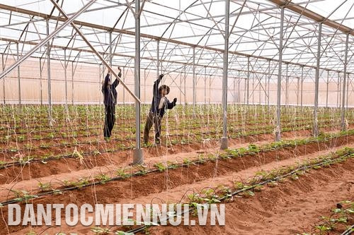北平县平明高科技农业合作社哈密瓜塑料大棚种植模式。记者 阮青 摄 北平县高科技农业区火龙果搭架种植。记者 阮青 摄