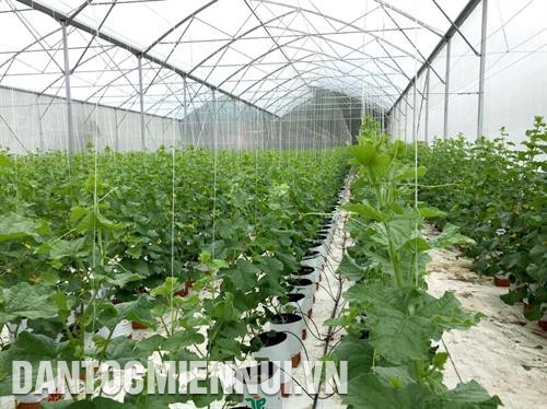 东亚高科技农业股份公司哈密瓜苏塑料大棚种植牧师。记者 阮青 摄