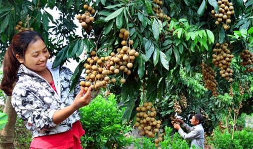 水果出口近段时间取得突破性进展。(图片来源:因特网) 水果出口近段时间取得突破性进展。(图片来源:因特网)
