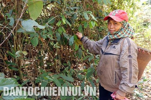 关于一户墨侬族家庭承包23.5公顷的林地面积的标识牌 记者 玉明 摄 同胞们积极参加了森林管理工作，阻止森林砍伐、非法伐木和侵占林地等行为。 记者 玉明 摄