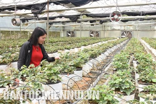 莽登各草莓园已吸引啊许多游客前来参观。记者 光泰 摄