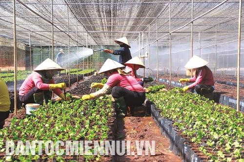 西原农林业研究院咖啡树苗园。记者 范强 摄 西原农林业研究院咖啡树苗园。记者 范强 摄