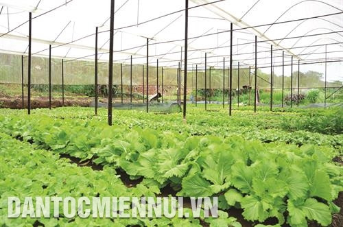 无公害蔬菜种植模式为嘉义镇少多户数民族同胞家庭带来稳定的经济收入。