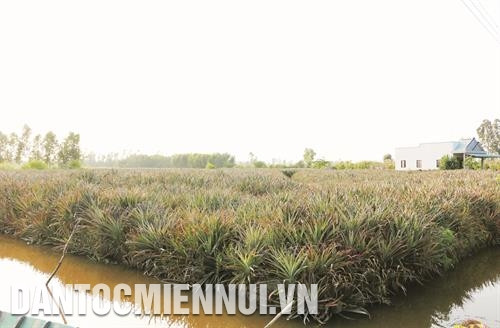 朔庄省在盐碱地上种菠萝被视为适应气候变化和盐水入侵的生产模式。（民族与山区画报）