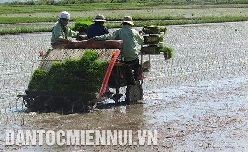 宁福县农民使用插秧机。越通社记者 黄河 摄
