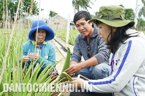 宁顺省助农中心干部实地考察潘郎—塔占市文海坊农民阮文程的芦荟圆。 越通社记者 黄河 摄