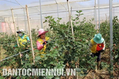 洛阳 镇郎比昂野生草莓优先公司工人收获黑覆盆子。记者 周国雄 摄 移灵县丁乐乡新富二号村黎六养蚕厂已扩大厂房,收购地区内数十户家庭的产品。记者 国雄 摄 洛阳 镇郎比昂野生草莓优先公司工人收获黑覆盆子。记者 周国雄 摄 移灵县丁乐乡新富二号村黎六养蚕厂已扩大厂房,收购地区内数十户家庭的产品。记者 国雄 摄