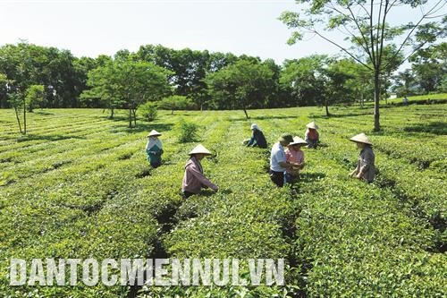 河内市委第2号计划已有助于提高国威县和石乡茶农的生活水平。记者 琼银 摄