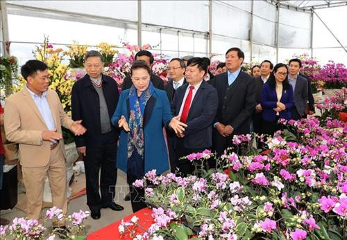 阮氏金银参观春关和米储两乡的春节花卉盆景集散地。图自越通社 阮氏金银参观春关和米储两乡的春节花卉盆景集散地。图自越通社