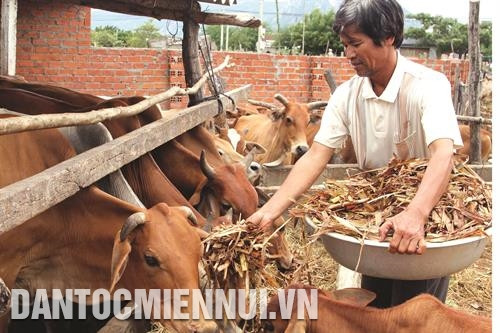 宁顺省投资兴建田间灌溉用水渠系，服务少数民族同胞生产。记者 功暑 摄 宁福县占族同胞收割水稻。记者 功署 摄 顺北县成令一家已贷款养牛 ，逐步走上可持续减贫之路。记者 功暑 摄 为博爱山区县嘉莱族同胞进行体检。记者 功署 摄 顺南县注重占族同胞教育工作。记者 功署 摄