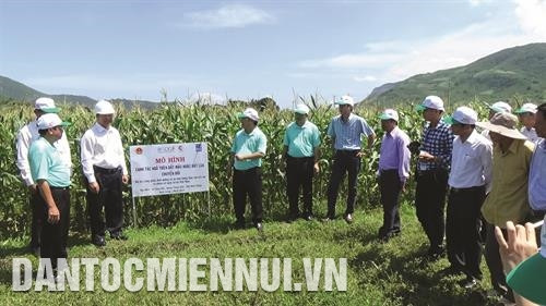 顺北县公海幸少数民族同胞地区水稻用地上种植玉米模式实地考察。记者 功暑 摄