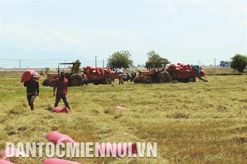 宁顺省投资兴建田间灌溉用水渠系，服务少数民族同胞生产。记者 功暑 摄 宁福县占族同胞收割水稻。记者 功署 摄 顺北县成令一家已贷款养牛 ，逐步走上可持续减贫之路。记者 功暑 摄 为博爱山区县嘉莱族同胞进行体检。记者 功署 摄 顺南县注重占族同胞教育工作。记者 功署 摄