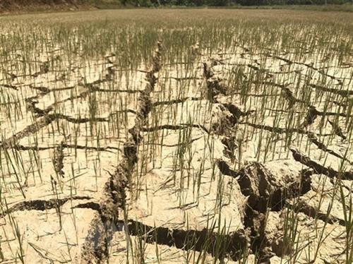 政府总理要求各部门和地方开展应急措施 应对中部晴热高温天气。图自越通社 政府总理要求各部门和地方开展应急措施 应对中部晴热高温天气。图自越通社