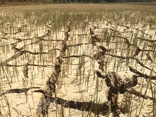政府总理要求各部门和地方开展应急措施 应对中部晴热高温天气。图自越通社