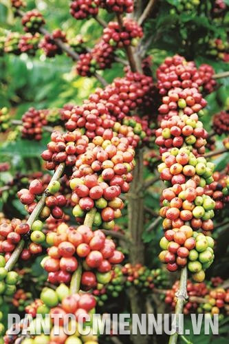TR4咖啡品种产量较高。记者 范强 摄 TR4咖啡品种产量较高。记者 范强 摄