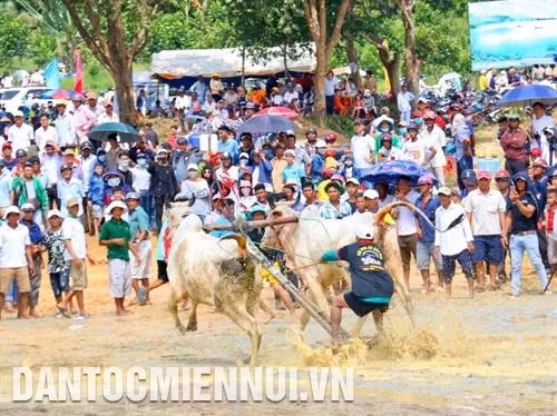 七山赛牛节每年吸引了全国成千上万的游客前来观赏，为赛队加油打气。图：青创