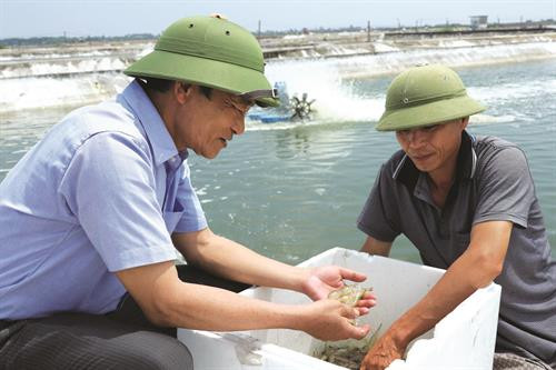 老兵裴玉廉的虾养殖基地是芒街市两家获颁达到越南良好农业规范认证(VietGap)标准证书的基地之一。