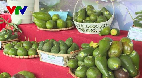 附图:牛油果(图片来源:越南电视台) 附图:牛油果(图片来源:越南电视台)